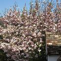 53 Black Bat in Spring - April 2006
